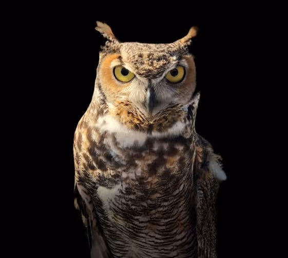 Owl photo
